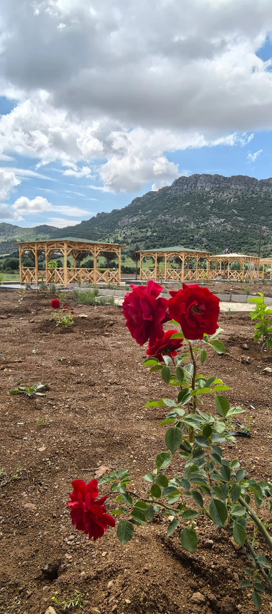 Külliye Bahçesi Kırmızı Gül